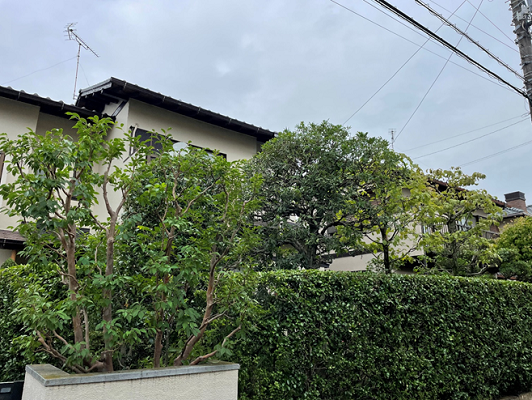 【お庭の定期管理　東京都町田市】今年は茂りが早いため、例年より早めに。