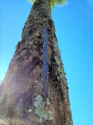 【ヤシ幹割れ対策　千葉県いすみ市】ヤシの木の幹割れを補修