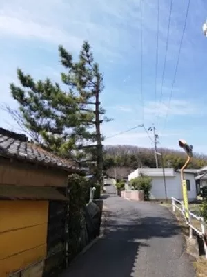 【松の剪定　愛知県みよし市】道路にはみ出した枝を落とす